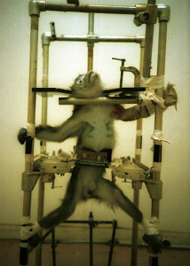 Monkey_experiment