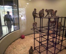 Harvard to shut research center where monkeys died
