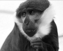 Primate Products Customer, Wake Forest, Fined Over Violations