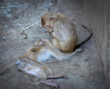 Report raises alarm over Laos monkey farms