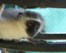 CHOICE AIRWAYS WILL NO LONGER TRANSPORT NONHUMAN PRIMATES