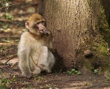 China Eastern Airlines Will No Longer Ship Primates to Labs!