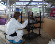 Nonhuman Primates in Medical Research: Sensible or Dispensable?