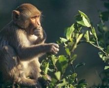 Vietnam Airlines to stop transporting monkeys for research